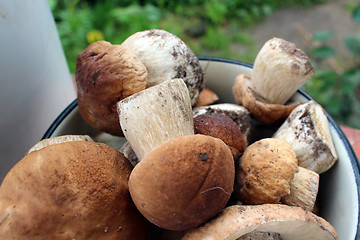 Image showing Beautiful ripe mushrooms