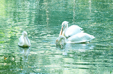 Image showing Beautiful swan on a lake.