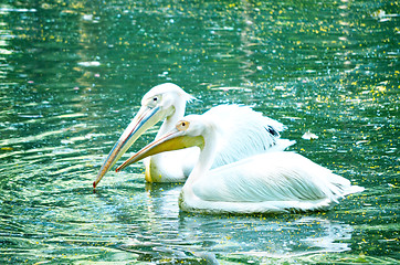 Image showing Beautiful swan on a lake.