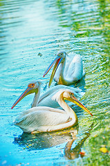 Image showing Beautiful swan on a lake.