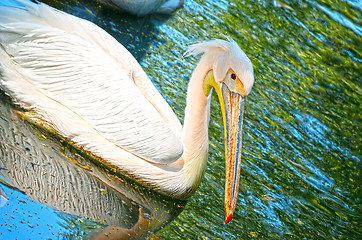 Image showing Beautiful swan on a lake.