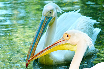 Image showing Beautiful swan on a lake.