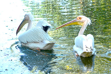 Image showing Beautiful swan on a lake.