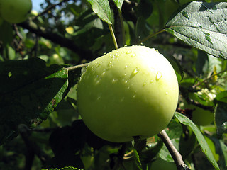 Image showing very tasty and ripe apple