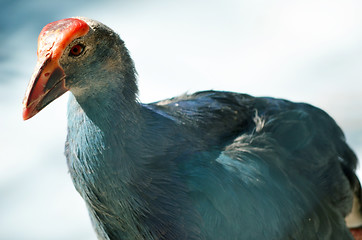 Image showing Beautiful peacock-pheasant (Polyplectron bicalcaratum) in forest.