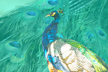 Image showing Blue color picock isolate feather background