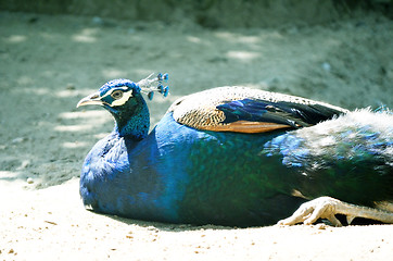 Image showing Beautiful peacock-pheasant (Polyplectron bicalcaratum) in forest.