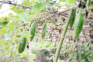 Image showing Natural green leaf vegetables and meadows for foods