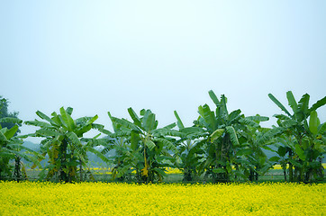 Image showing Green flower and banana tree in the field