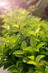 Image showing Green color tea leafs with sunlight