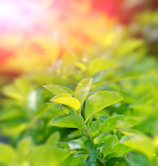 Image showing Green color tea leafs with sunlight