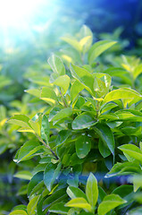 Image showing Green color tea leafs with sunlight