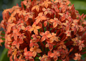 Image showing Pink color flowers in the garden captured very closeup