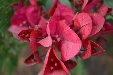 Image showing Pink color flowers in the garden captured very closeup