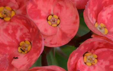 Image showing Pink color flowers in the garden captured very closeup