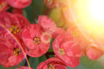 Image showing Pink color flowers in the garden captured very closeup