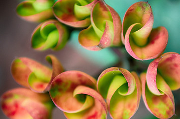 Image showing Pink color flowers in the garden captured very closeup