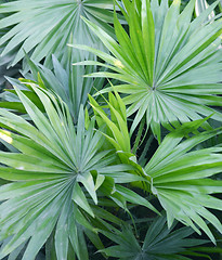 Image showing Green palm leaf very closeup.