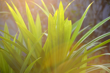 Image showing Autumn green grass over the sky