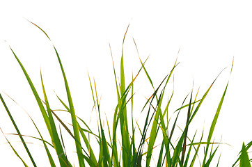 Image showing Autumn green grass over the sky