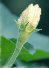 Image showing Natural flower isolate blur background