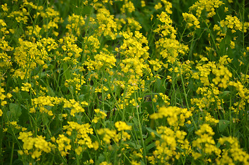 Image showing Beautiful yellow flower in field