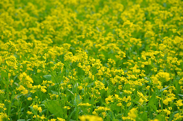 Image showing Beautiful yellow flower in field