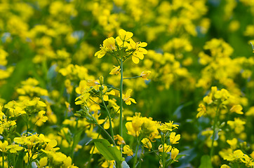 Image showing Beautiful yellow flower in field