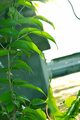 Image showing Close-Up Of green color Tree