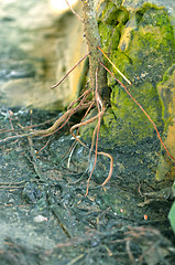 Image showing Close-Up Of green color Tree