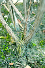 Image showing Close-Up Of green color Tree