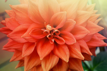 Image showing Closeup of beautiful red-orange color flowers in the garden