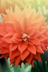 Image showing Closeup of beautiful red-orange color flowers in the garden
