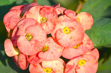 Image showing A garden of yellow color flowers