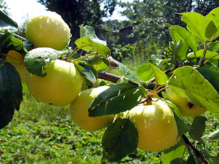 Image showing branch with ripe apples