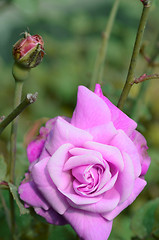 Image showing Pink color rose in the garden captured very closeup