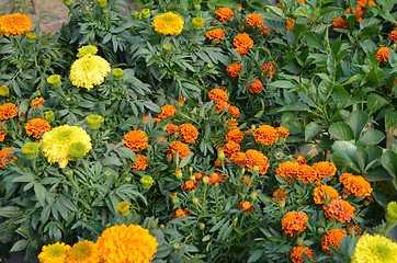 Image showing A garden of yellow color flowers