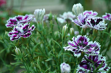 Image showing Pink and white color flower in the garden