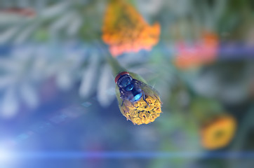 Image showing Bee on the flower are captured very closeup with sunlight