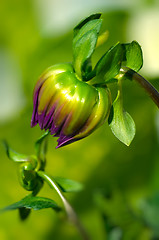 Image showing Dahlia autumn flower petals closeup.