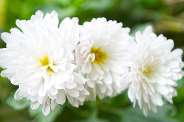 Image showing A garden of white color flowers