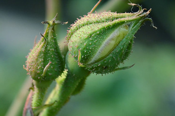 Image showing Green quarrels of rose in the garden captured very closeup