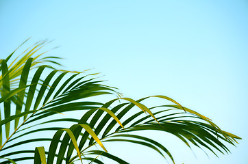 Image showing Close-Up Of green color Tree with sky