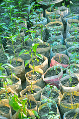 Image showing Green color tree waiting for tree plantation