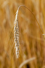 Image showing ripened cereals 