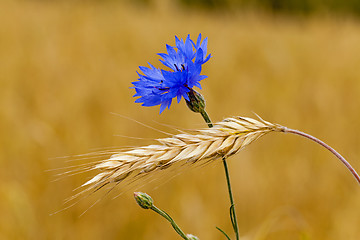 Image showing mature wheat  