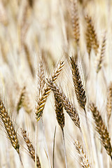 Image showing ripened cereals  