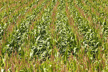 Image showing corn field  