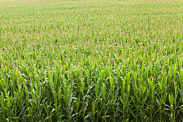 Image showing corn field  