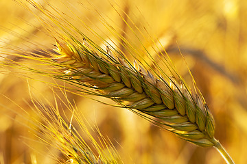 Image showing mature cereals  